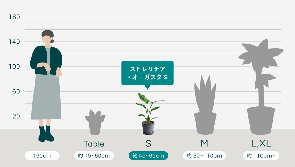 ストレリチア・オーガスタ Sのサイズ