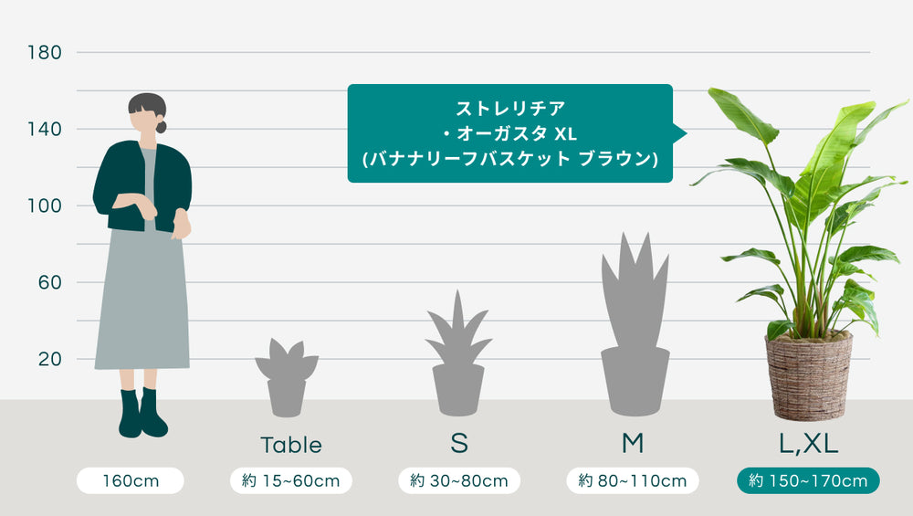 ストレリチア・オーガスタ XL  (バナナリーフバスケット ブラウン)のサイズ