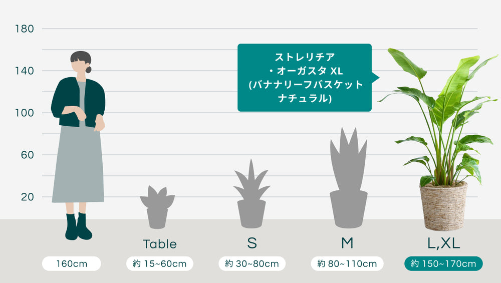 ストレリチア・オーガスタ XL  (バナナリーフバスケット ナチュラル)のサイズ