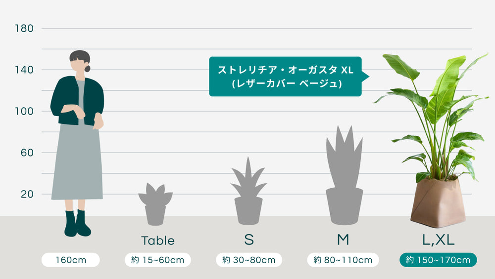ストレリチア・オーガスタ XL  (レザーカバー ベージュ)のサイズ