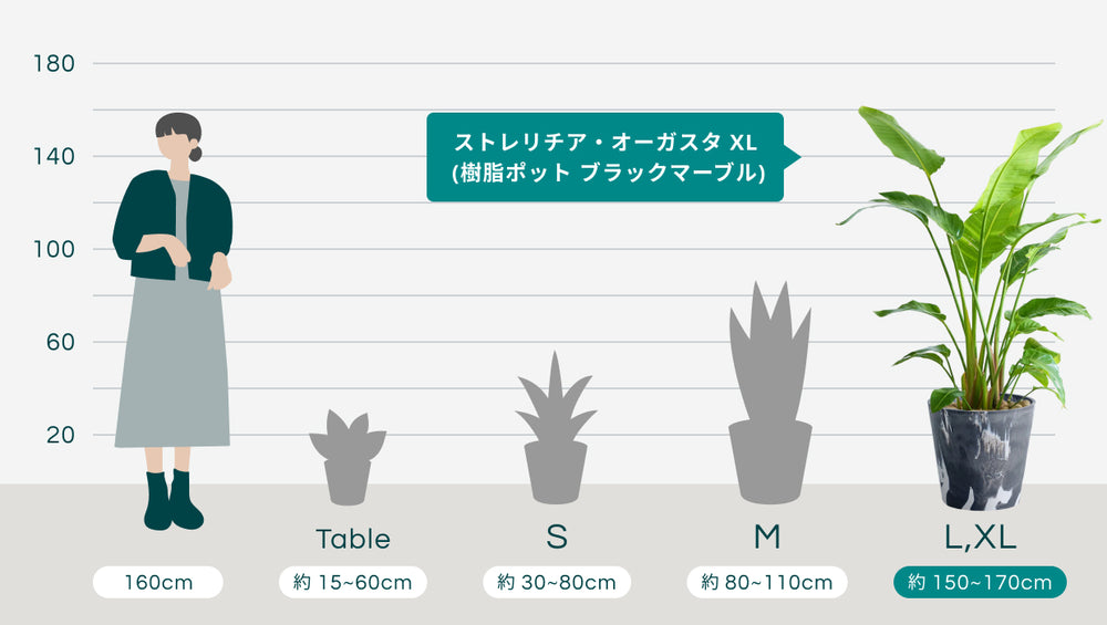 ストレリチア・オーガスタ XL  (樹脂ポット ブラックマーブル)のサイズ
