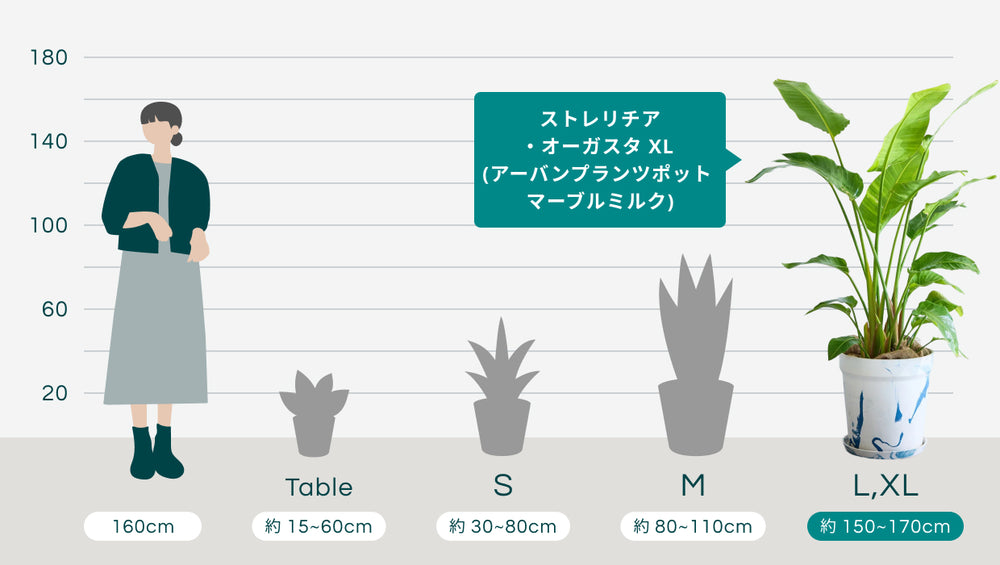 ストレリチア・オーガスタ XL  (アーバンプランツポット マーブルミルク)のサイズ