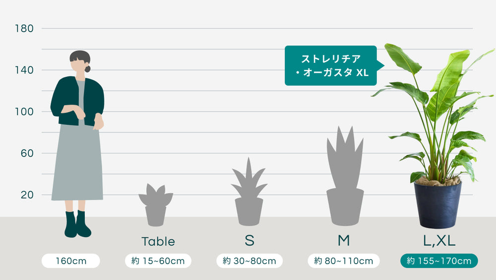 ストレリチア・オーガスタ XLのサイズ