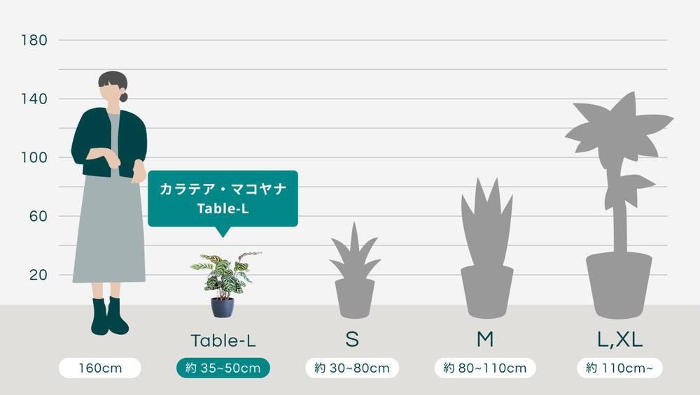カラテア・マコヤナ Table-Lのサイズ