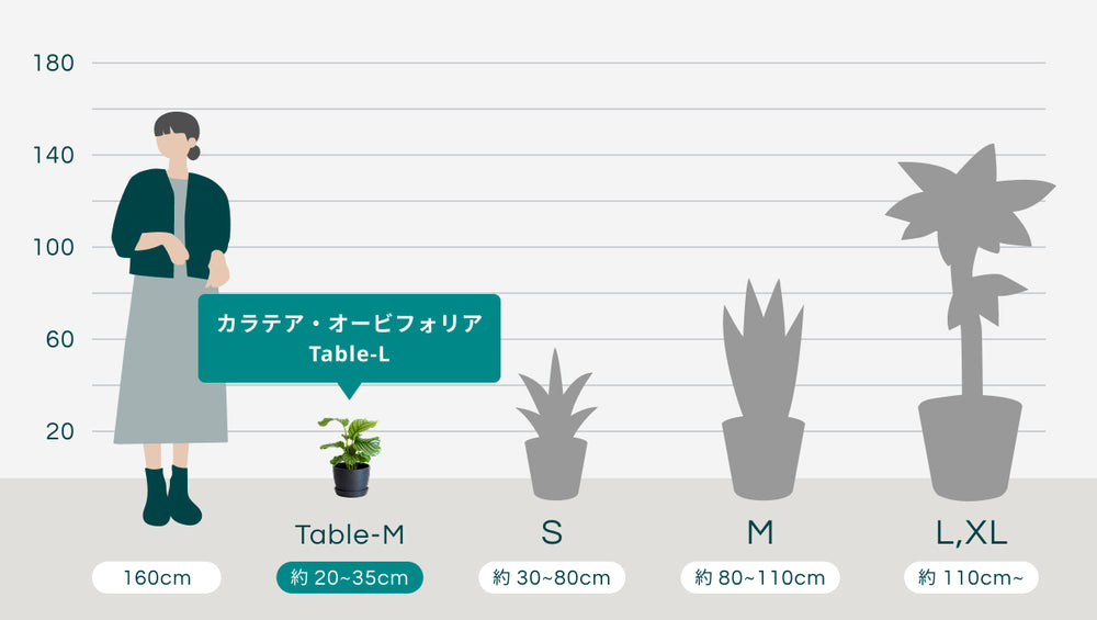 カラテア・オービフォリア Table-Lのサイズ