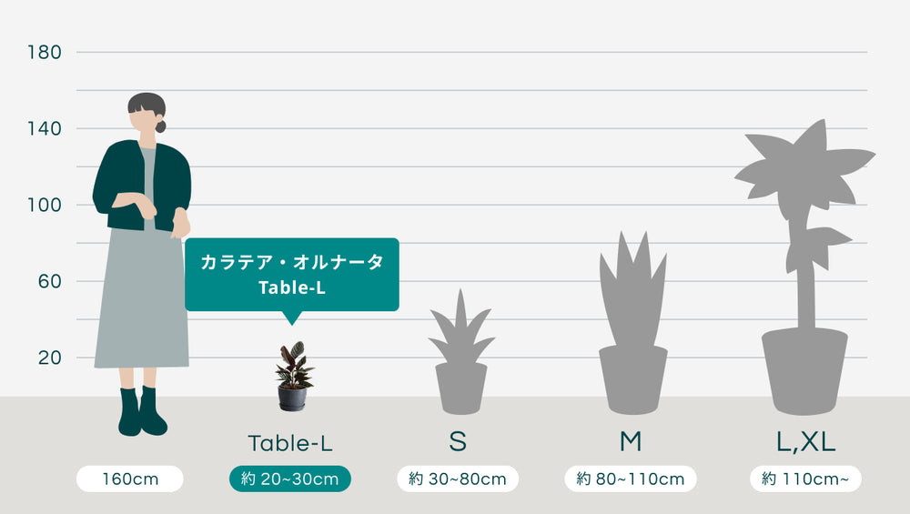 カラテア・オルナータ Table-Lのサイズ