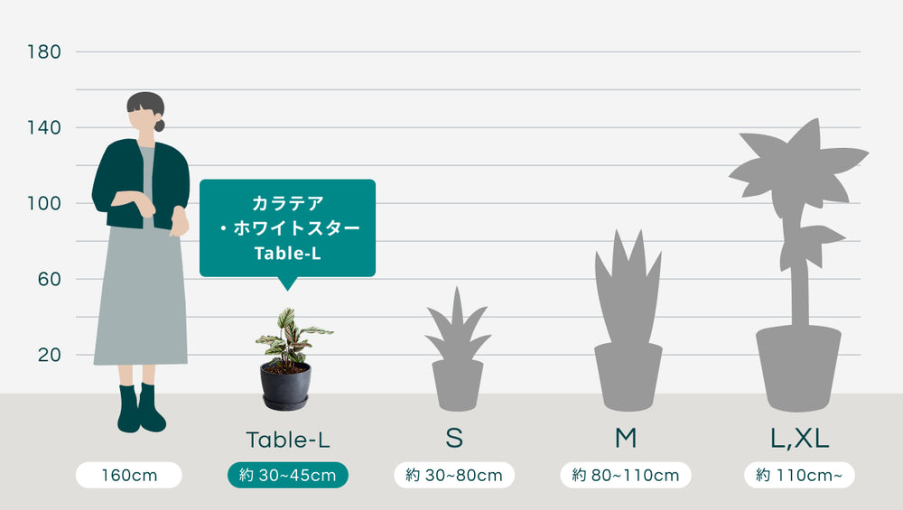 カラテア・ホワイトスター Table-Lのサイズ