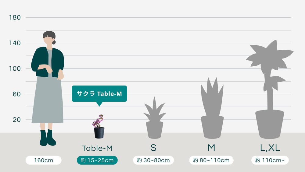 サクラ Table-Mのサイズ