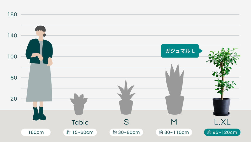 ガジュマル Lのサイズ
