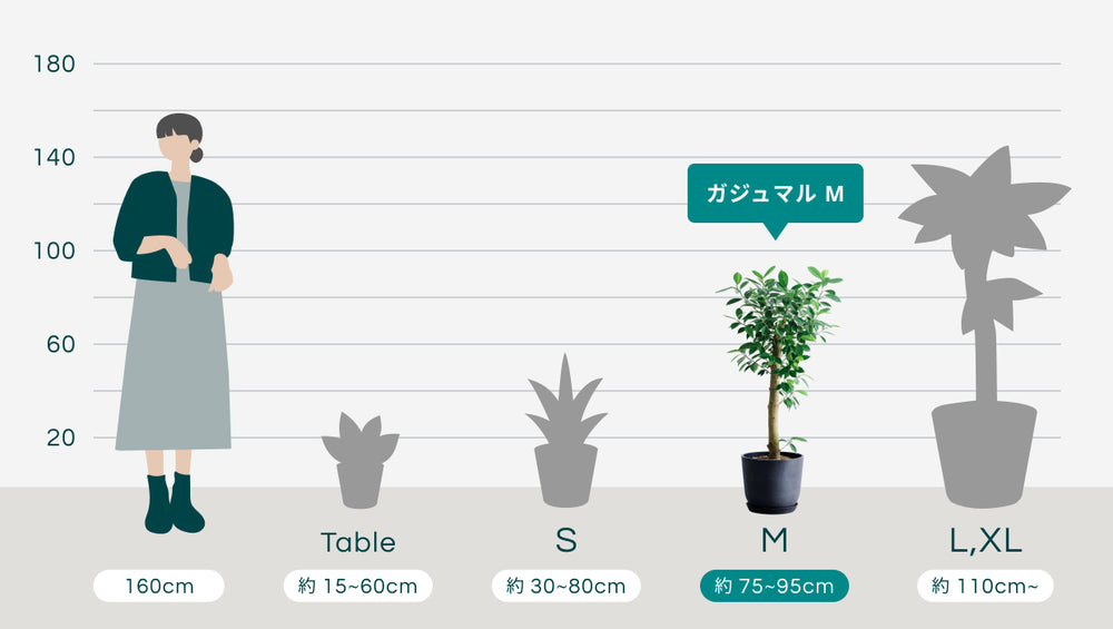 ガジュマル Mのサイズ