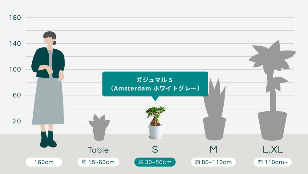ガジュマル S （Amsterdam ホワイトグレー）のサイズ