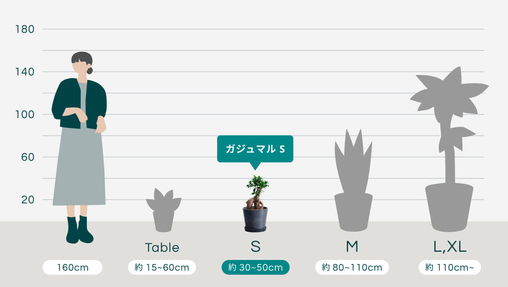 ガジュマル Sのサイズ