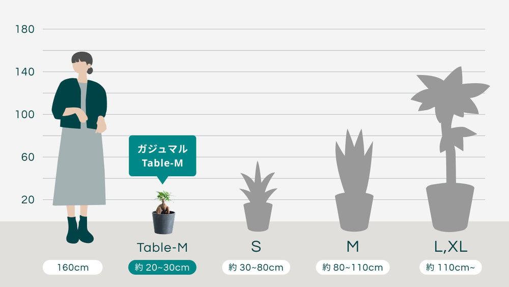 ガジュマル Table-Mのサイズ