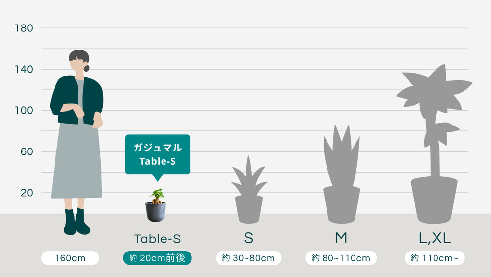 ガジュマル Table-Sのサイズ