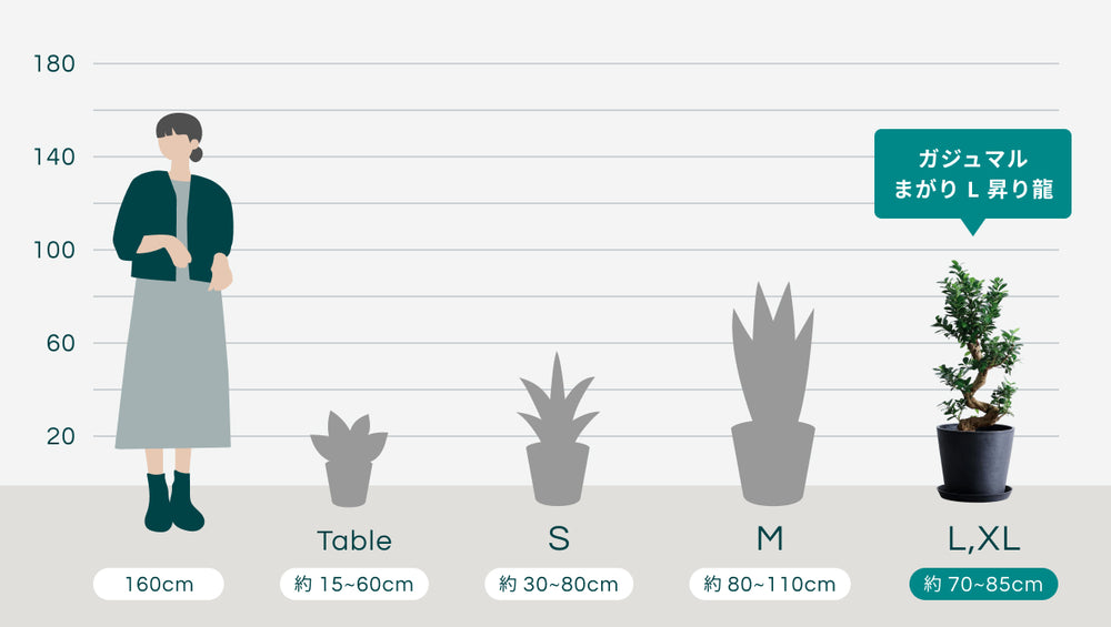 ガジュマル まがり L 昇り龍のサイズ