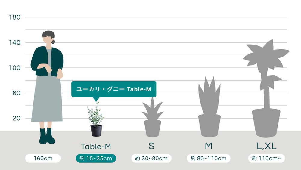 ユーカリ・グニー Table-Mのサイズ