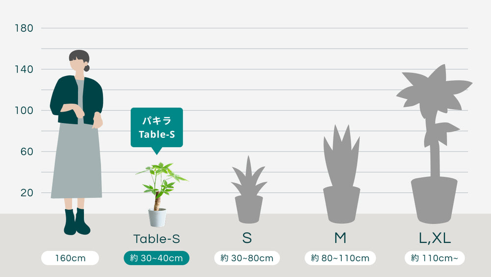 【クリアプランツ】パキラ Table-Sのサイズ