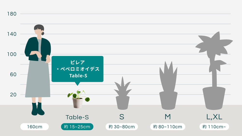 【クリアプランツ】ピレア・ペペロミオイデス Table-S　のサイズ