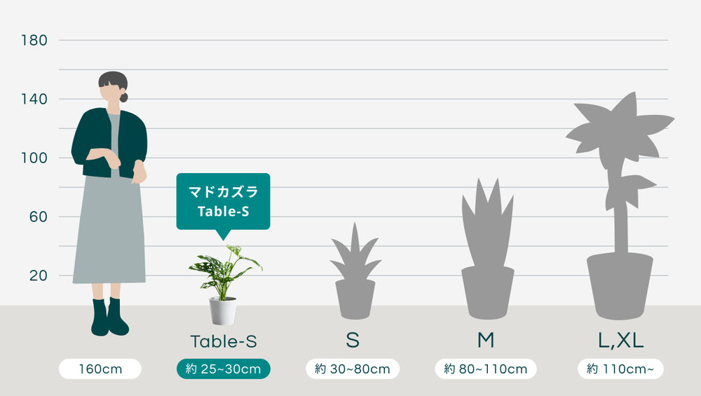 【クリアプランツ】マドカズラ Table-S　のサイズ