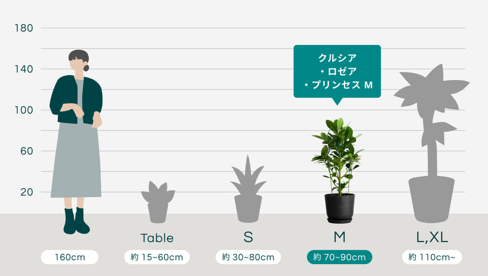 クルシア・ロゼア・プリンセス Mのサイズ