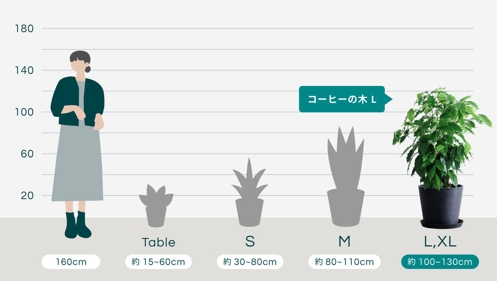 コーヒーの木 Lのサイズ