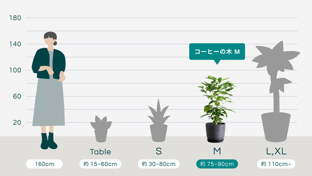 コーヒーの木 Mのサイズ