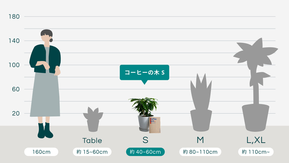 【SOW 体験ギフト】コーヒーギフトセット（コーヒーの木 S）のサイズ