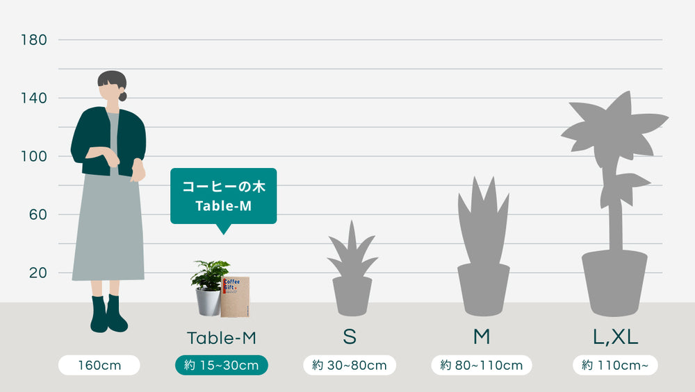 【SOW 体験ギフト】コーヒーギフトセット（コーヒーの木 Table-M）のサイズ