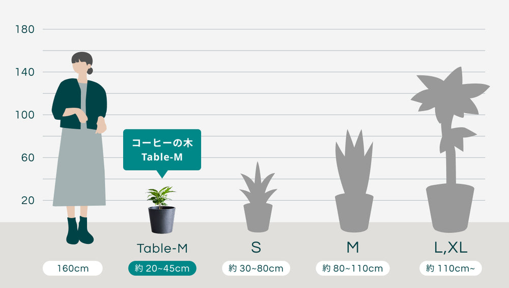 コーヒーの木 Table-Mのサイズ