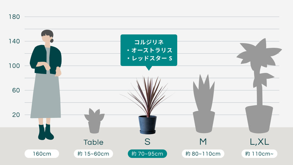 コルジリネ・オーストラリス・レッドスター Sのサイズ
