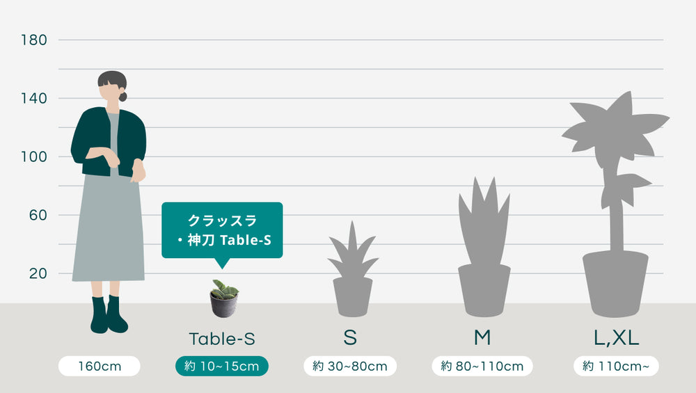クラッスラ・神刀 Table-Sのサイズ