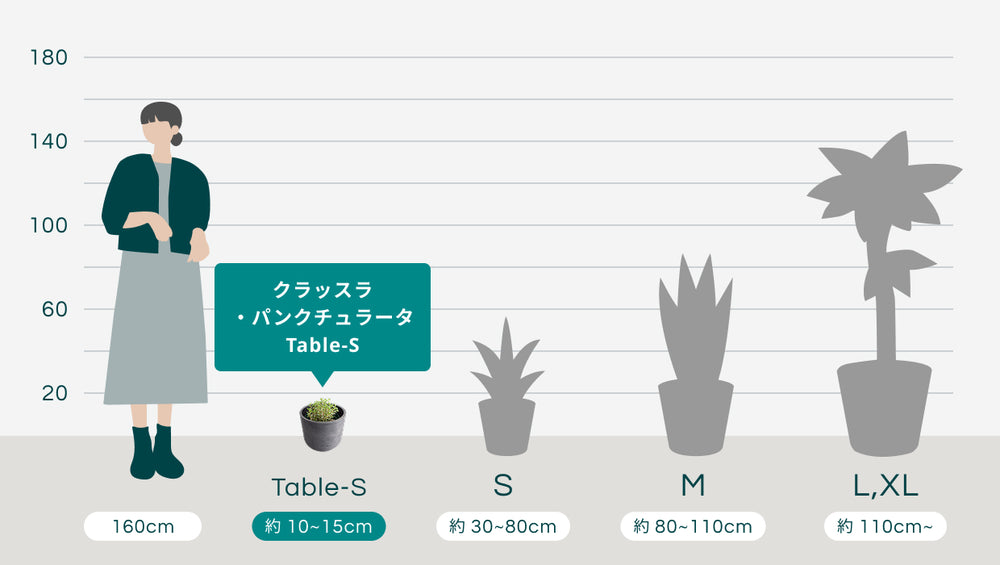 クラッスラ・パンクチュラータ Table-Sのサイズ
