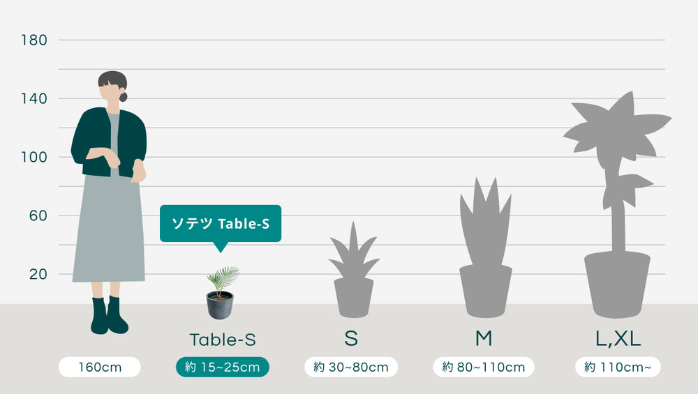 ソテツ Table-S 　のサイズ