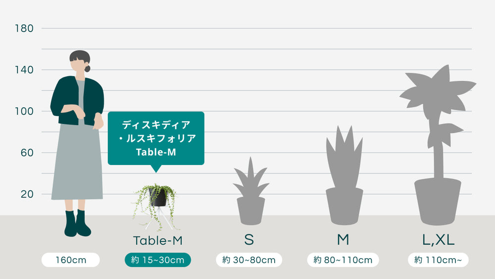 ディスキディア・ルスキフォリア Table-Mのサイズ