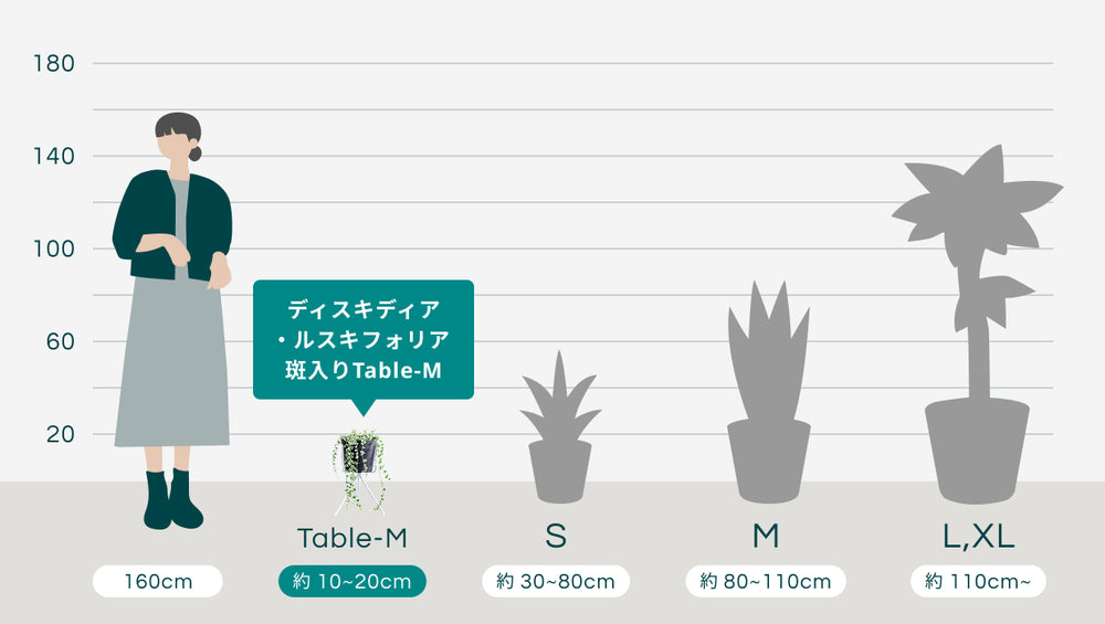 ディスキディア・ルスキフォリア 斑入り Table-Mのサイズ