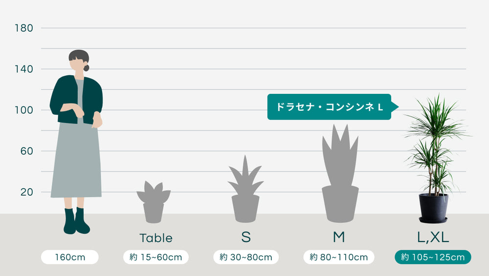 ドラセナ・コンシンネ Lのサイズ