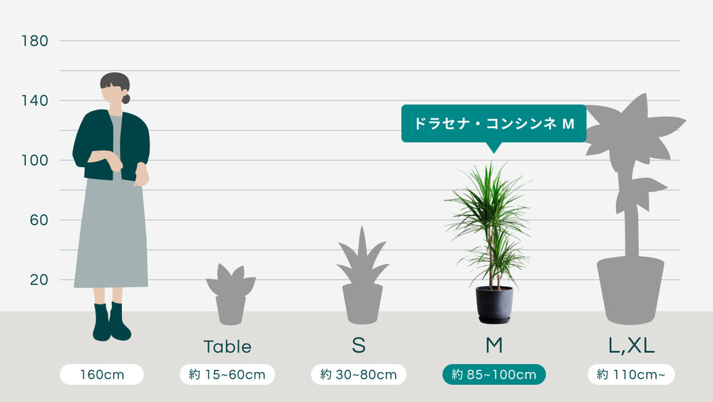ドラセナ・コンシンネ Mのサイズ