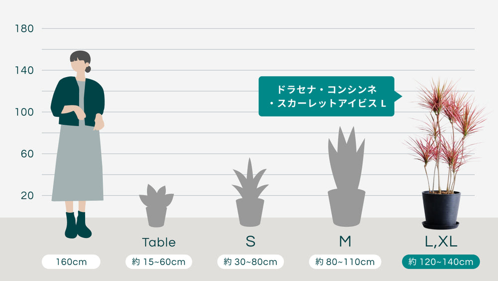 ドラセナ・コンシンネ・スカーレットアイビス Lのサイズ