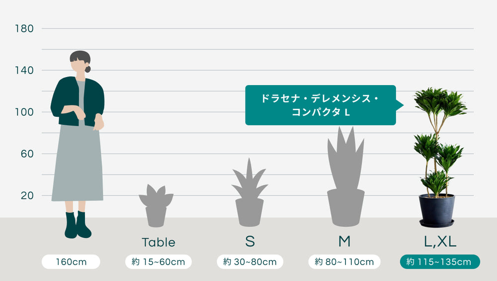 ドラセナ・デレメンシス・コンパクタ Lのサイズ