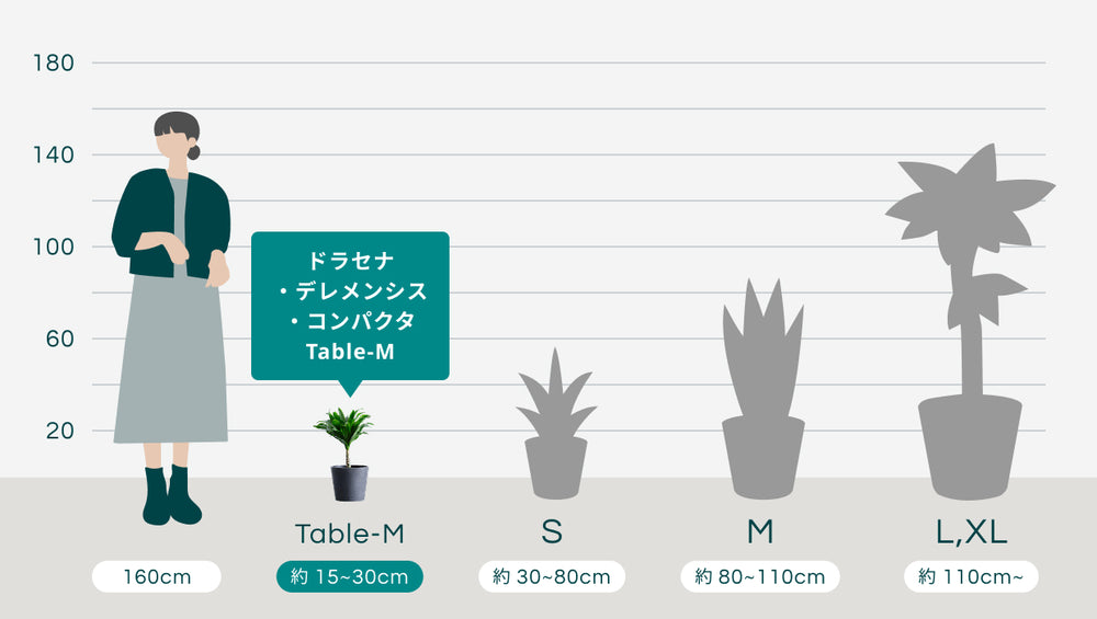 ドラセナ・デレメンシス・コンパクタ  Table-Mのサイズ