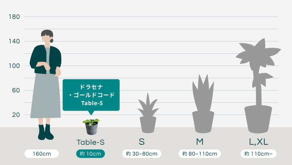 【クリアプランツ】ドラセナ・ゴールドコード Table-Sのサイズ