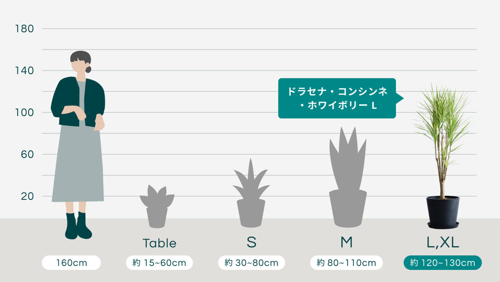 ドラセナ・コンシンネ・ホワイボリー Lのサイズ