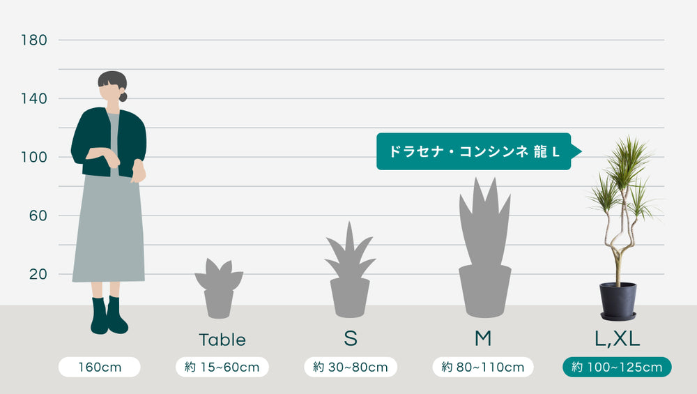ドラセナ・コンシンネ 龍 Lのサイズ