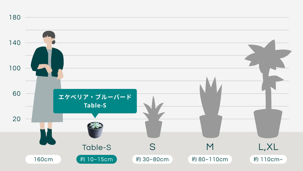 エケベリア・ブルーバード Table-Sのサイズ