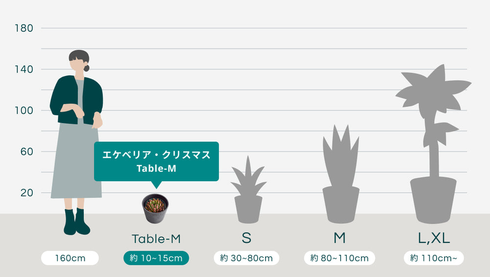 エケベリア・クリスマス Table-Mのサイズ
