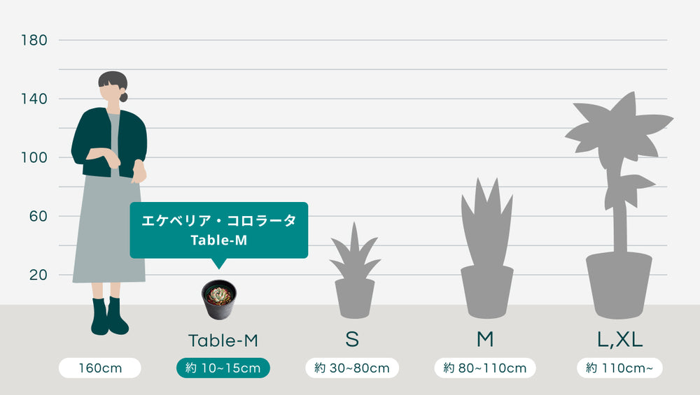 エケベリア・コロラータ Table-Mのサイズ