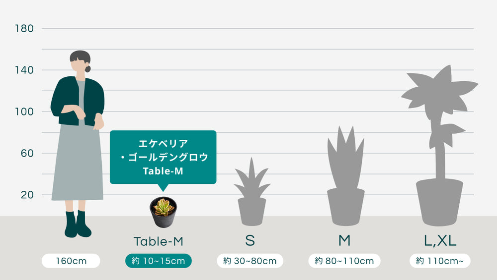 エケベリア・ゴールデングロウ Table-Mのサイズ