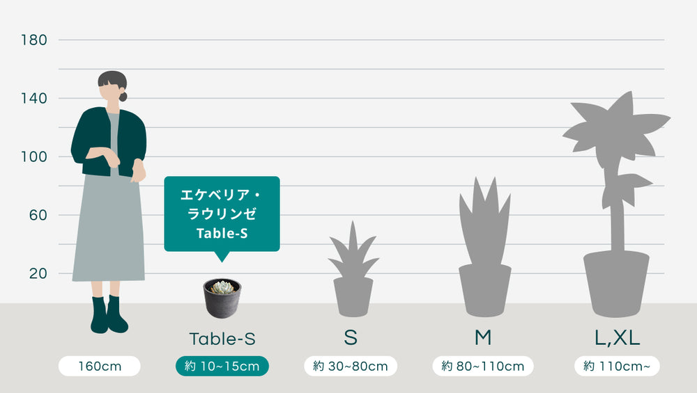 エケベリア・ラウリンゼ Table-Sのサイズ