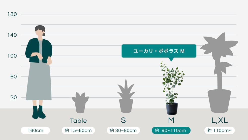 ユーカリ・ポポラス Mのサイズ
