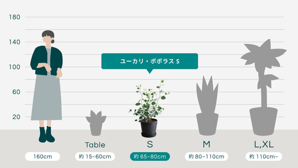 ユーカリ・ポポラス Sのサイズ